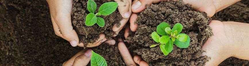 Saplings for the Future — Nature